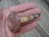 Tylopilus rubrobrunneus image