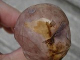 Tylopilus rubrobrunneus image
