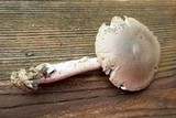 Amanita spreta image