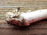 Amanita spreta image