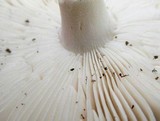 Amanita spreta image