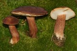 Tylopilus badiceps image