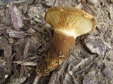 Tapinella atrotomentosa image