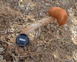 Battarrea phalloides image