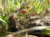 Psilocybe coprophila image