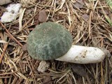 Russula parvovirescens image