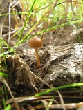 Psilocybe coprophila image