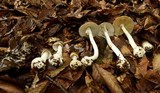 Amanita arocheae image