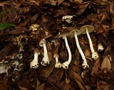 Amanita arocheae image