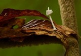 Mycena perlae image