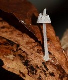 Mycena perlae image