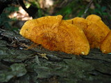 Pycnoporellus fulgens image