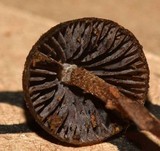 Psilocybe banderillensis image