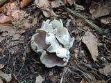 Sarcosphaera coronaria image