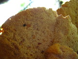 Pycnoporellus fulgens image