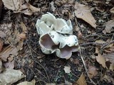 Sarcosphaera coronaria image