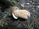Boletus variipes var. fagicola image