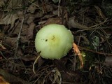 Agaricus auricolor image