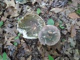 Russula variata image