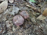 Russula variata image