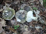Russula variata image