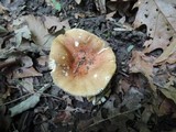 Russula ochraleucoides image