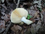 Russula ochraleucoides image