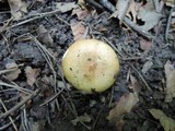 Russula ochraleucoides image