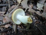 Russula ochraleucoides image