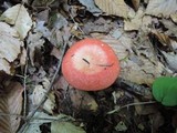 Russula rugulosa image