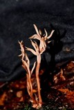 Clavulina castaneipes image
