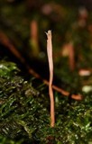 Clavulina castaneipes image