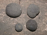 Annulohypoxylon thouarsianum var. thouarsianum image