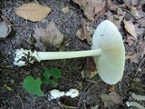 Amanita albocreata image