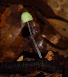 Mycena perlae image