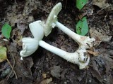 Amanita brunnescens image