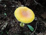 Amanita frostiana image