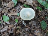 Leccinum holopus image