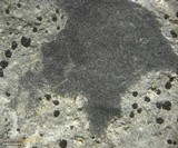 Polysporina urceolata image