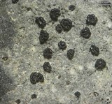 Polysporina urceolata image