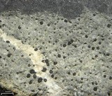 Polysporina urceolata image