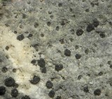 Polysporina urceolata image