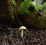 Amanita xylinivolva image
