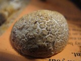 Amanita ravenelii image