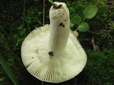 Russula modesta image