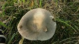 Russula modesta image