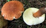 Gyroporus castaneus image