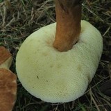 Gyroporus castaneus image