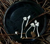Mycena perlae image