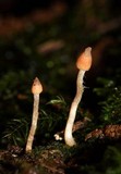 Cortinarius acutus image